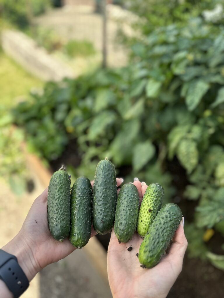 Einfach anzubauende Gemüsesorten für Hochbeete