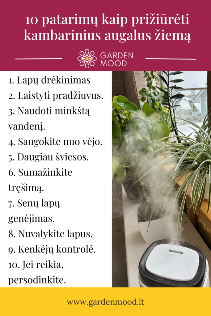 10 Tipps zur Pflege von Zimmerpflanzen im Winter