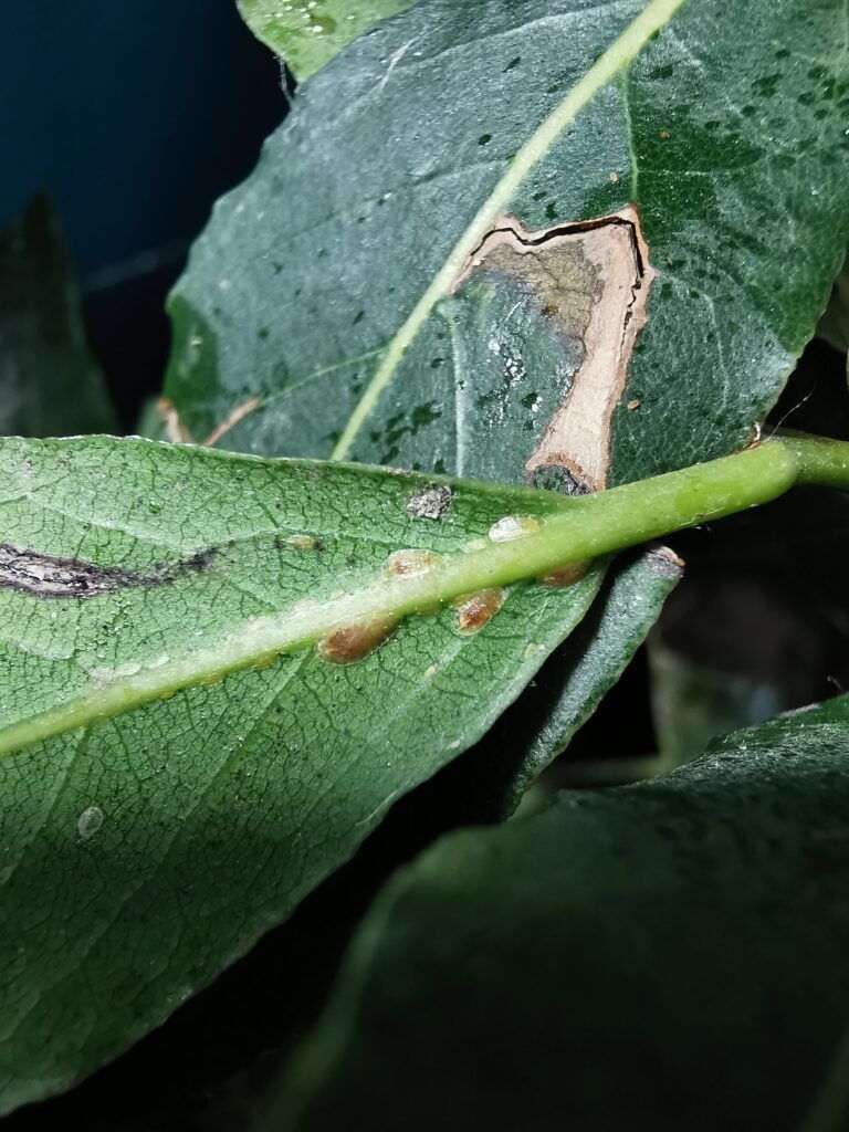 Haustiere für Zimmerpflanzen