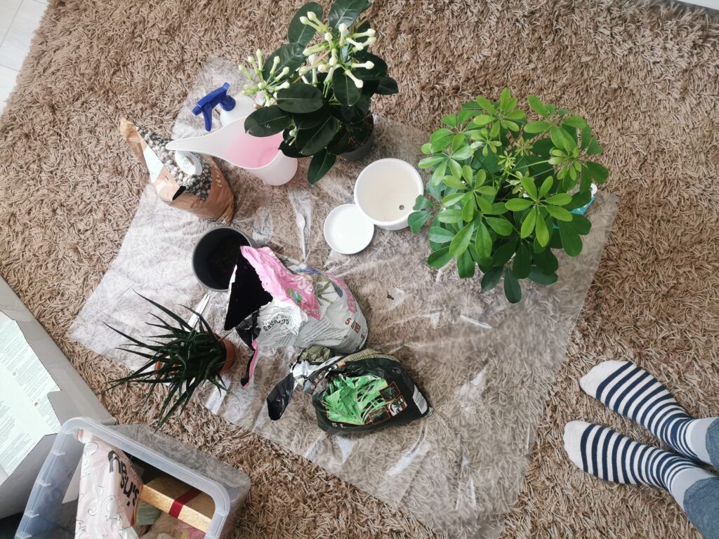 Zimmerpflanzen umpflanzen