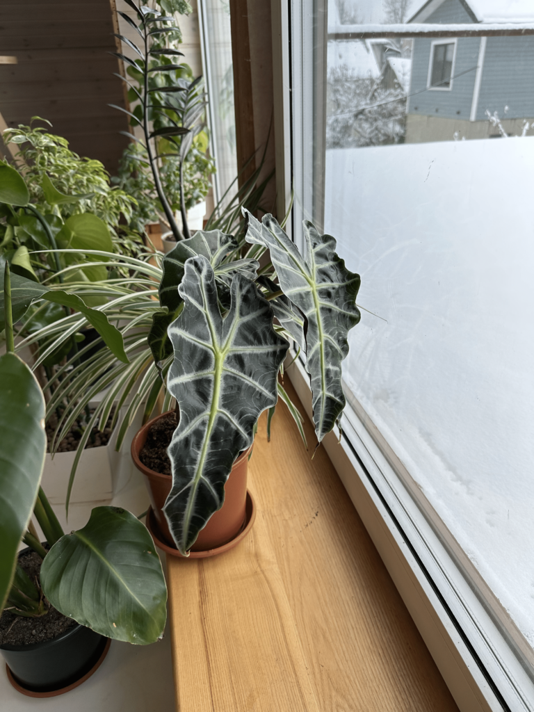 Zimmerpflanzen vor Wind schützen