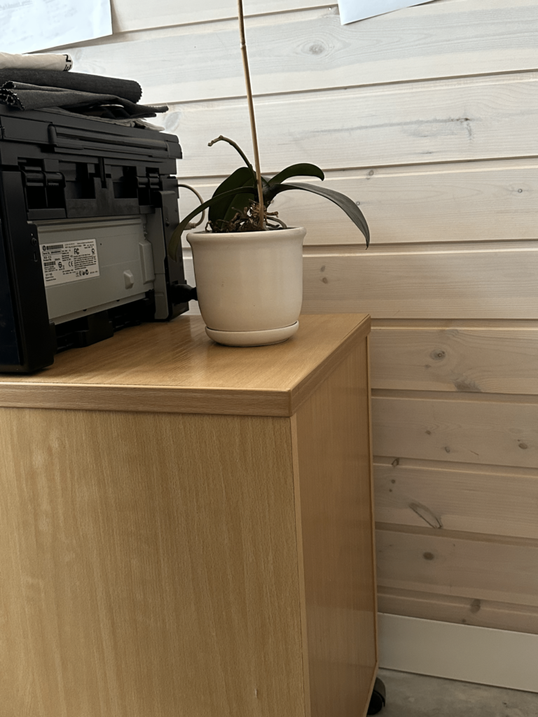 Mehr Licht für Zimmerpflanzen