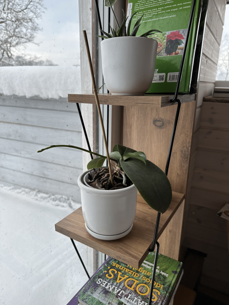 Mehr Licht für Zimmerpflanzen