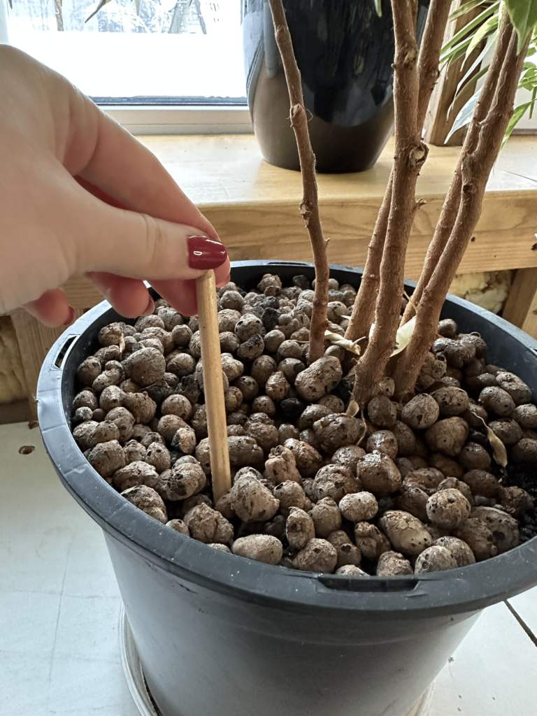 Wann man Pflanzen gießen sollte