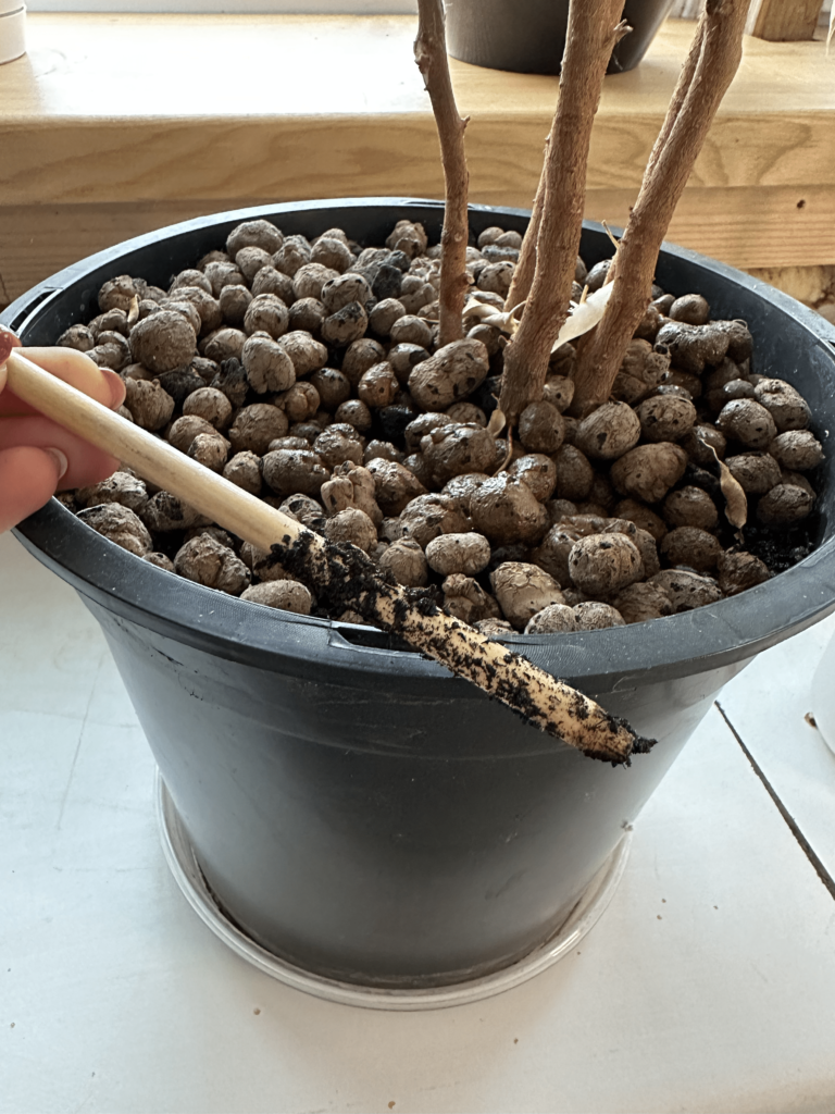 So überprüfen Sie, wann Pflanzen Wasser benötigen