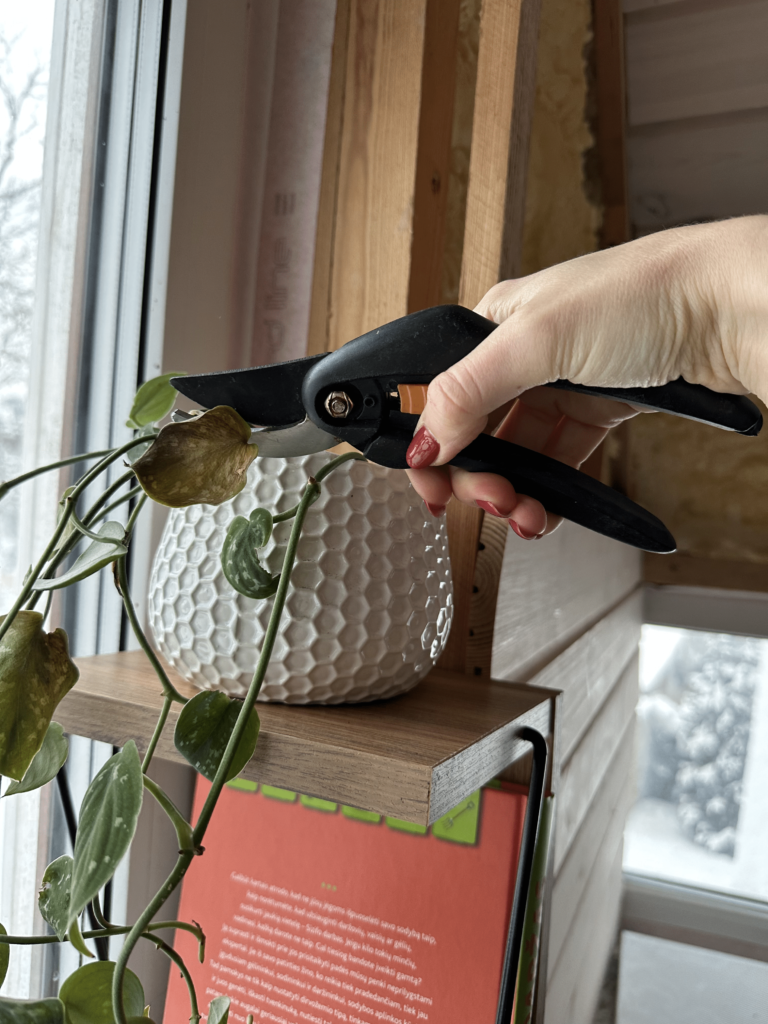 Zimmerpflanzen beschneiden