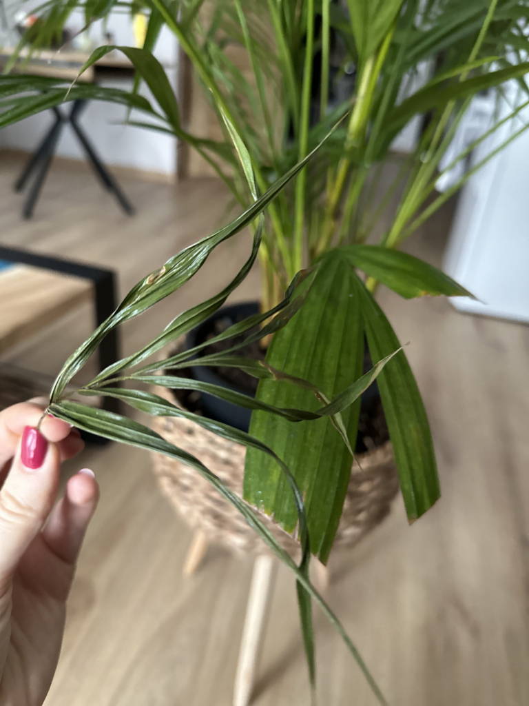 Zimmerpflanzen beschneiden