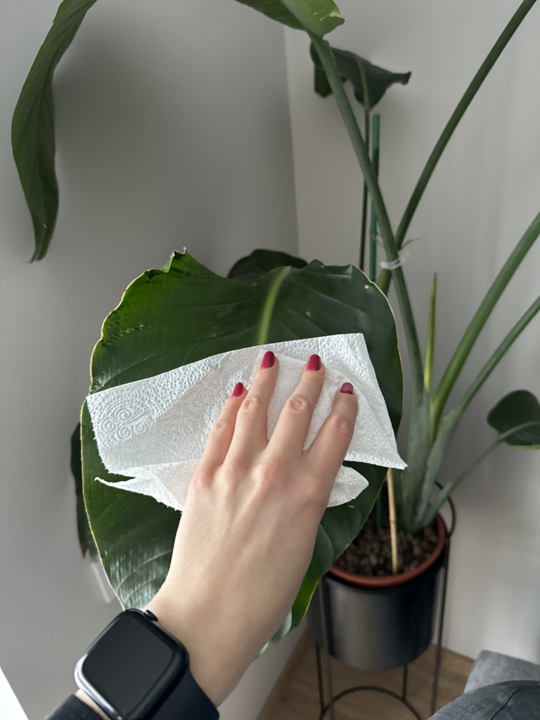 Pflanzenblätter reinigen