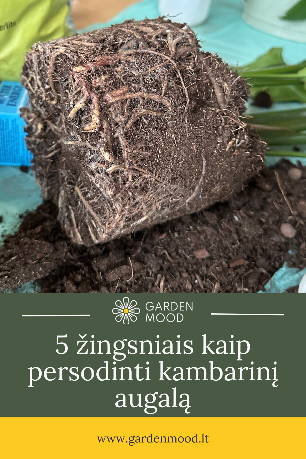 5 Schritte zum Umtopfen einer Zimmerpflanze