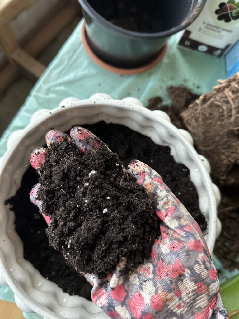 Umtopfen von Zimmerpflanzen