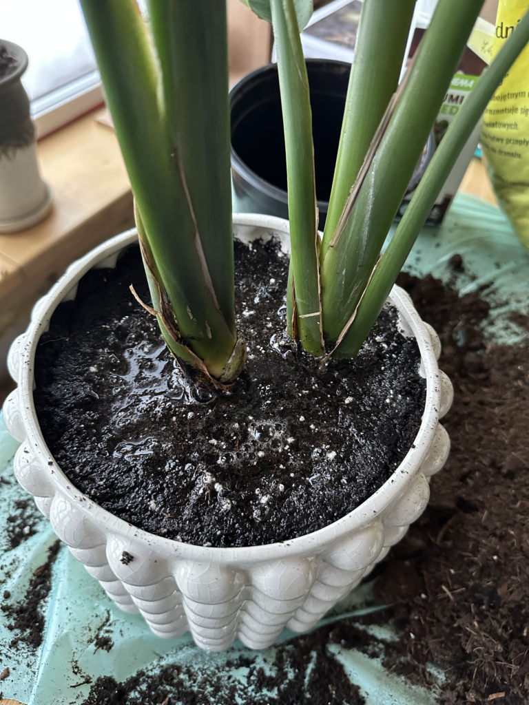How to repot plants