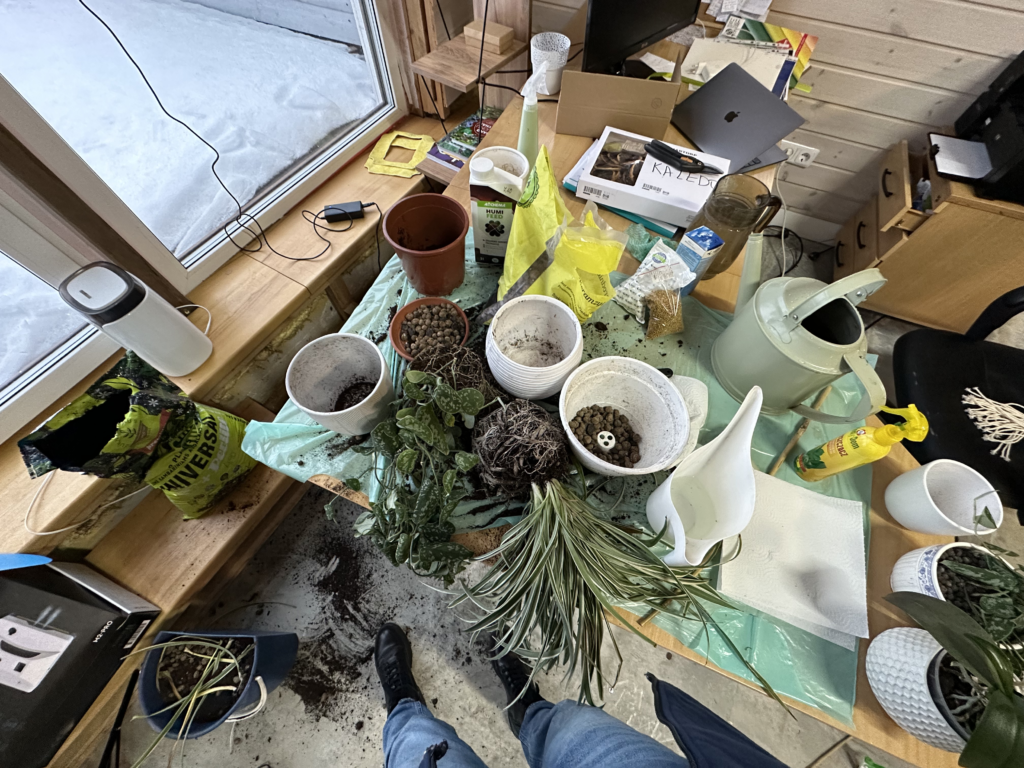 Wie man Pflanzen umtopft