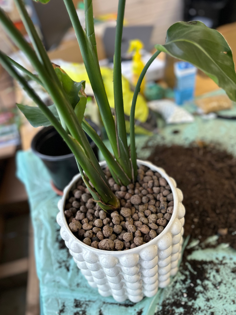 Plants repot tips